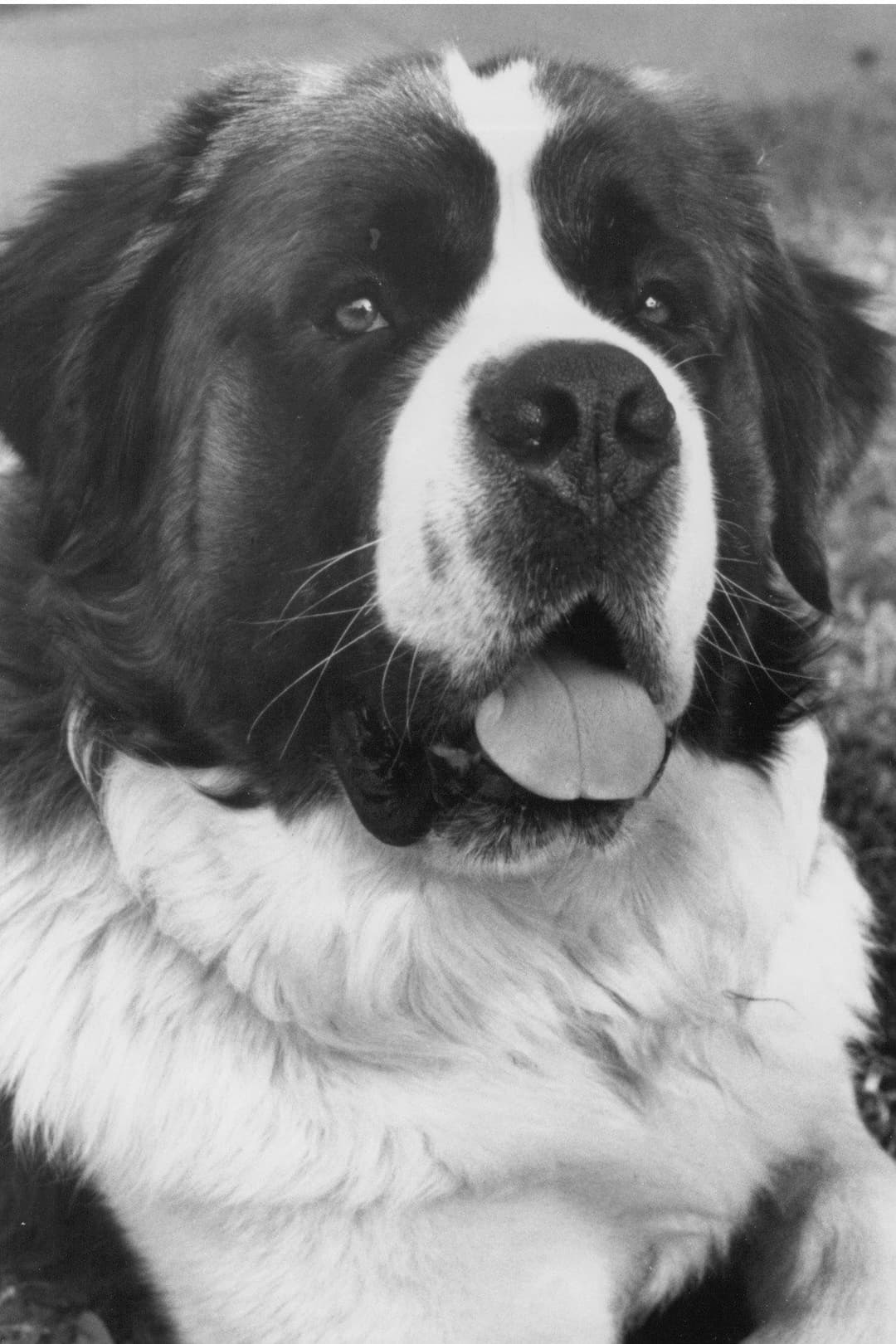 Chris the Dog profile